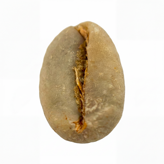 Ethiopian Sidamo G2 Washed (Kerchanshe Adola)(2025)